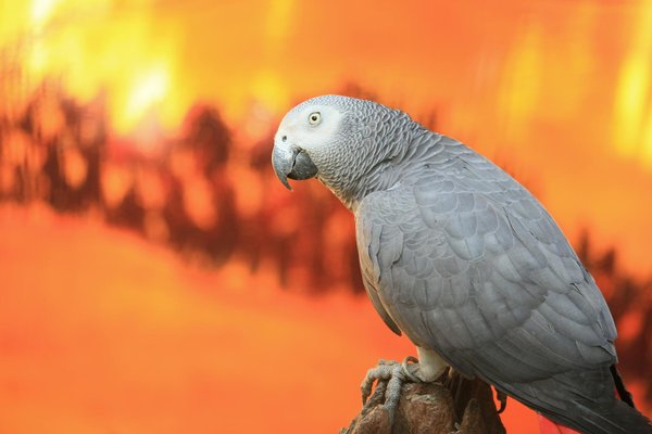 Piccole Meraviglie a Quattro Zampe nel Nostro Mondo